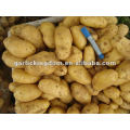 Sell 2012 new crop potato